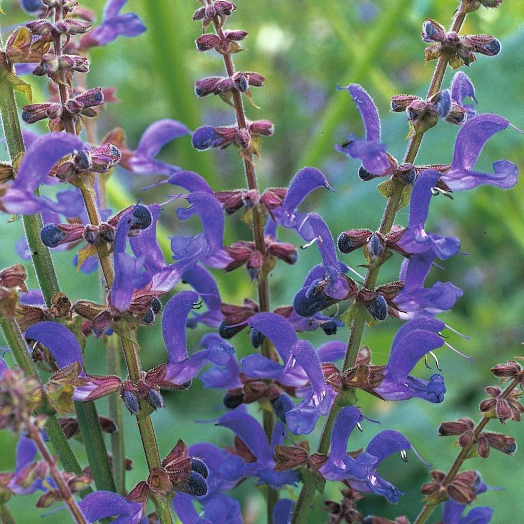 Salvia transylvanica em sementes