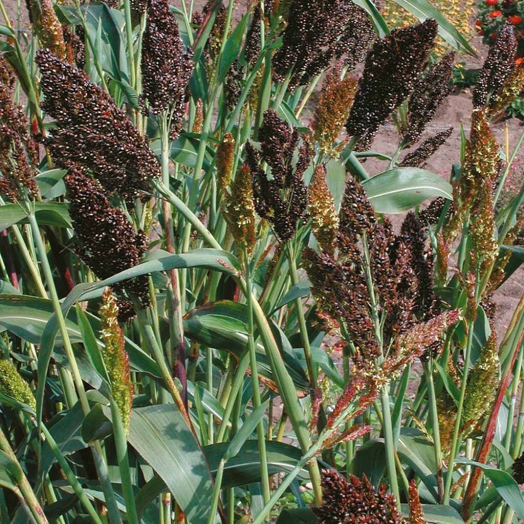 Sorghum nigrum em sementes