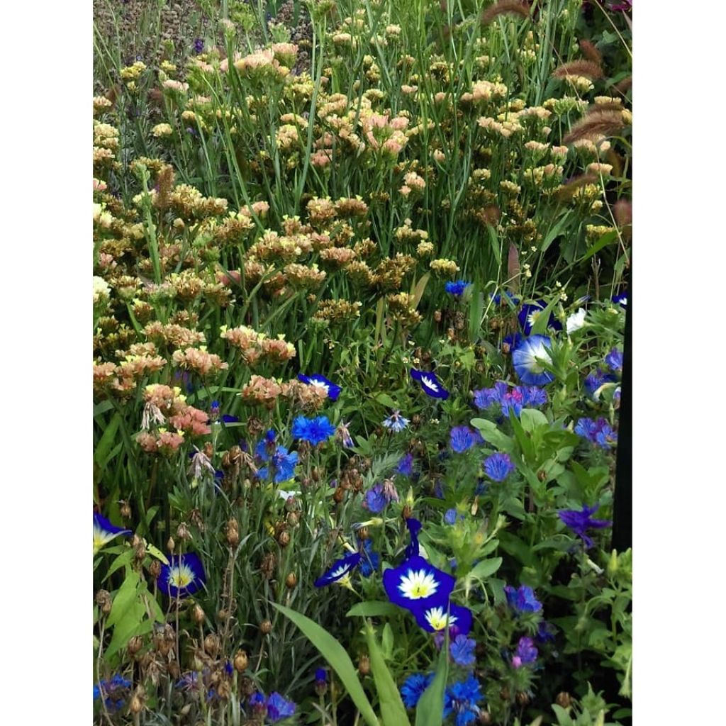 Limonium sinuatum QIS Apricot em sementes