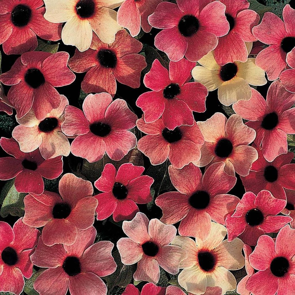 Thunbergia alata Blushing Susie em sementes