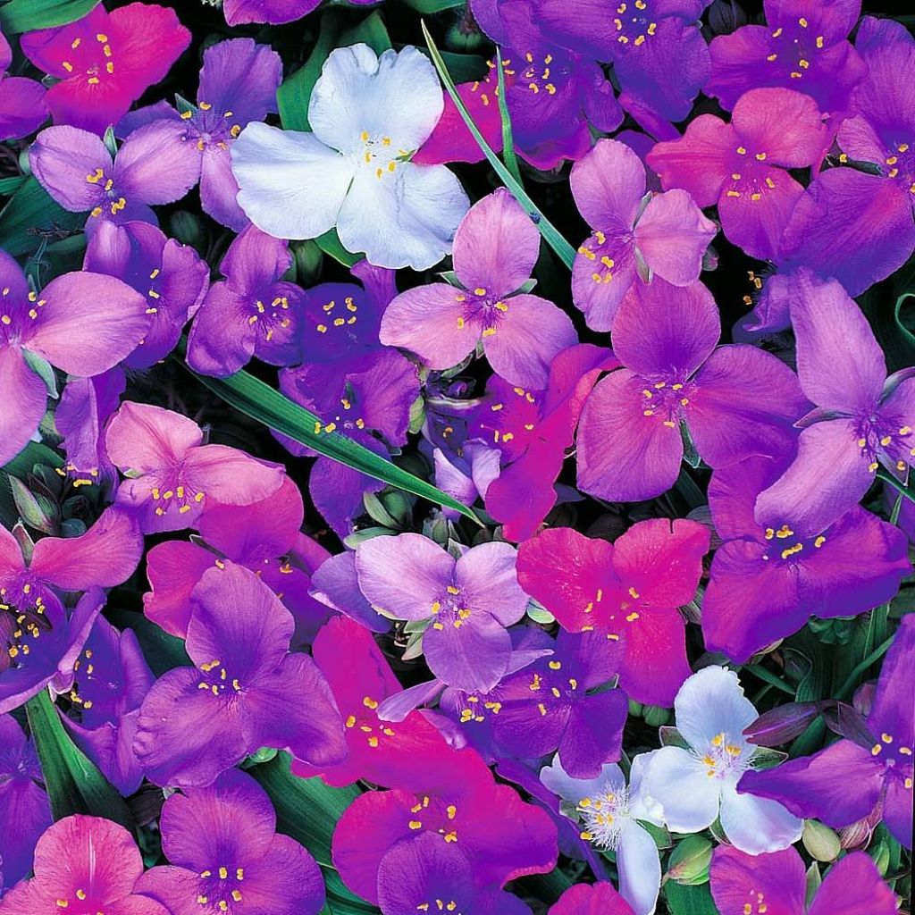 Tradescantia andersoniana Mixed Colours em sementes