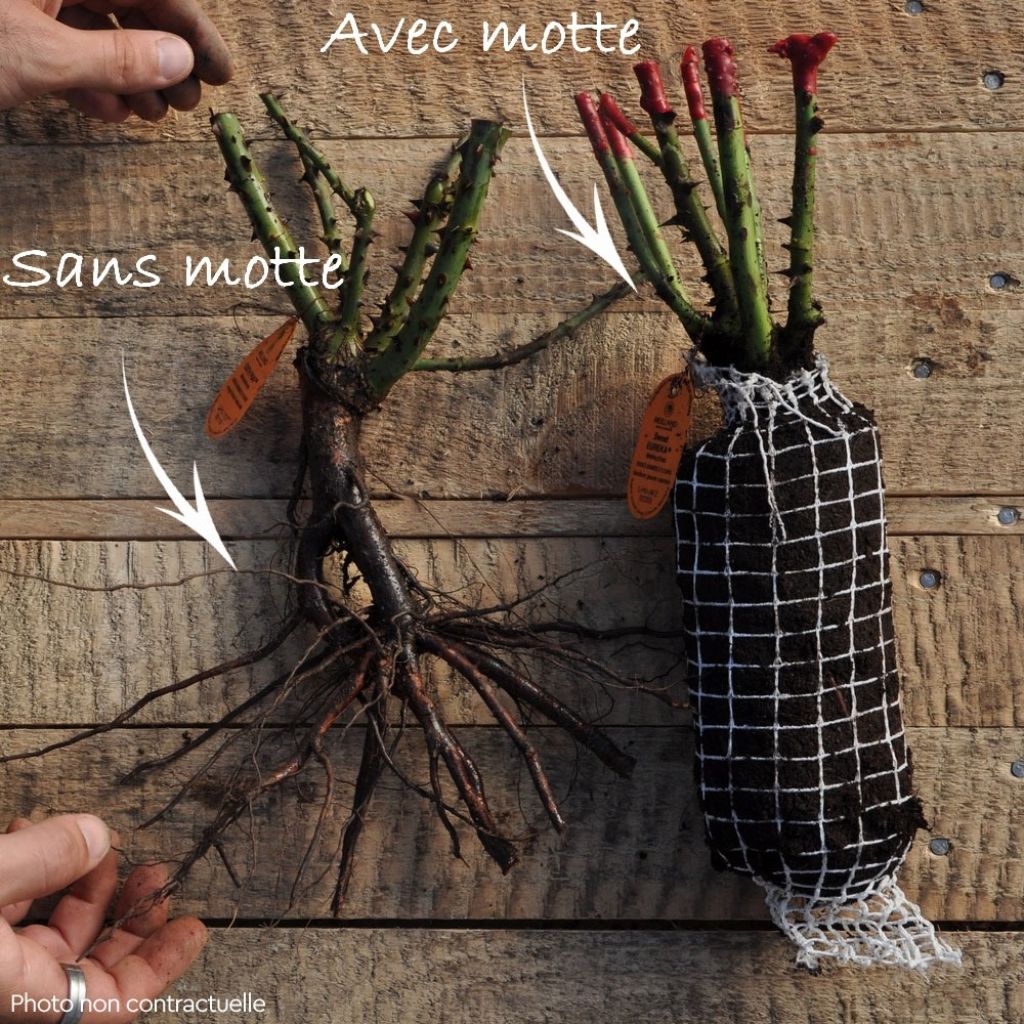 Roseira de flor grande Golden Perfumella