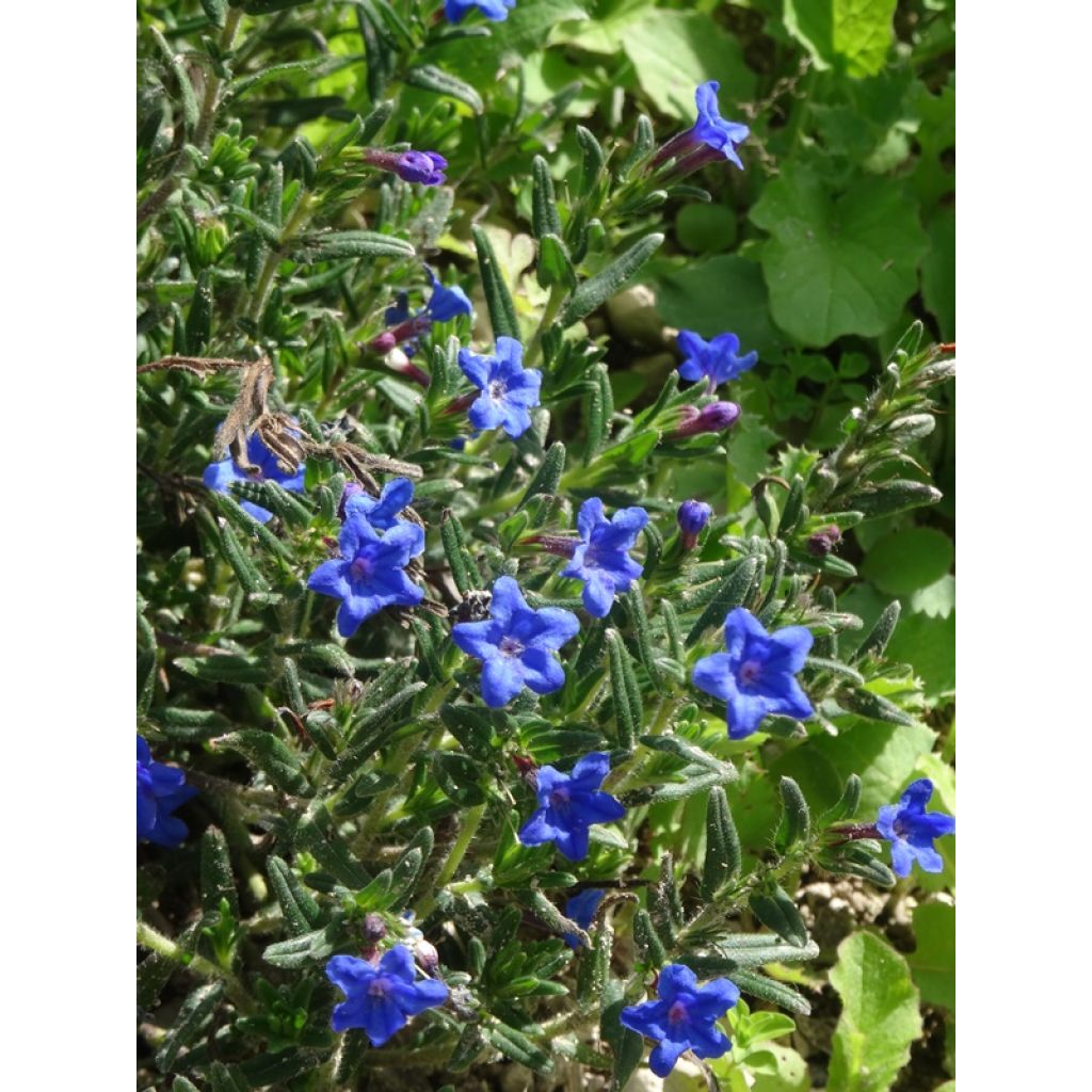 Lithodora diffusa Heavenly Blue