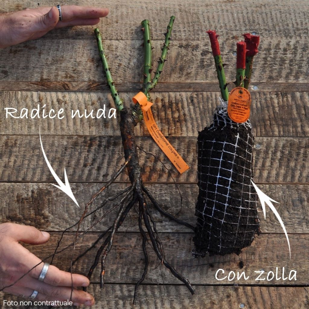 Roseira trepadeira Oriental Peace