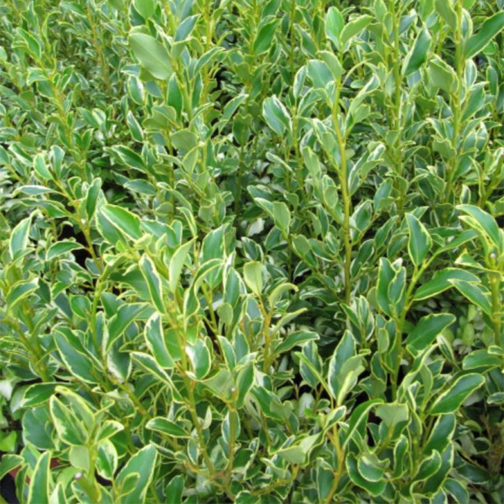 Griselínia Green Jewel