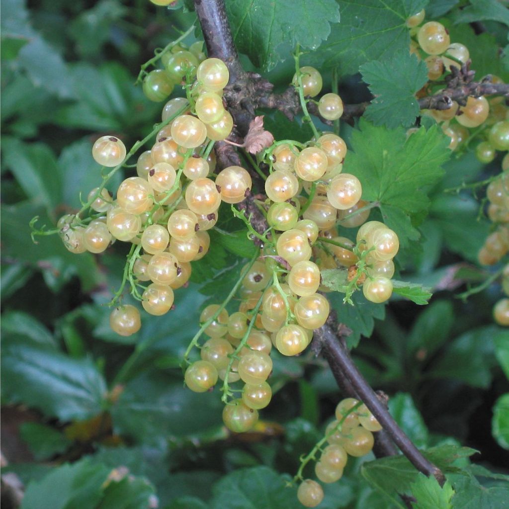 Groselheira-vermelha Holanda Branca - Ribes rubrum