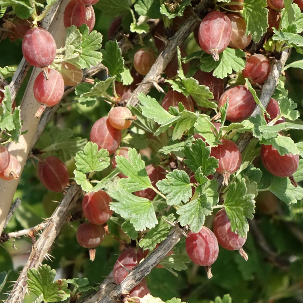 Groselheira-espinhosa Crispa Darling - Ribes uva-crispa