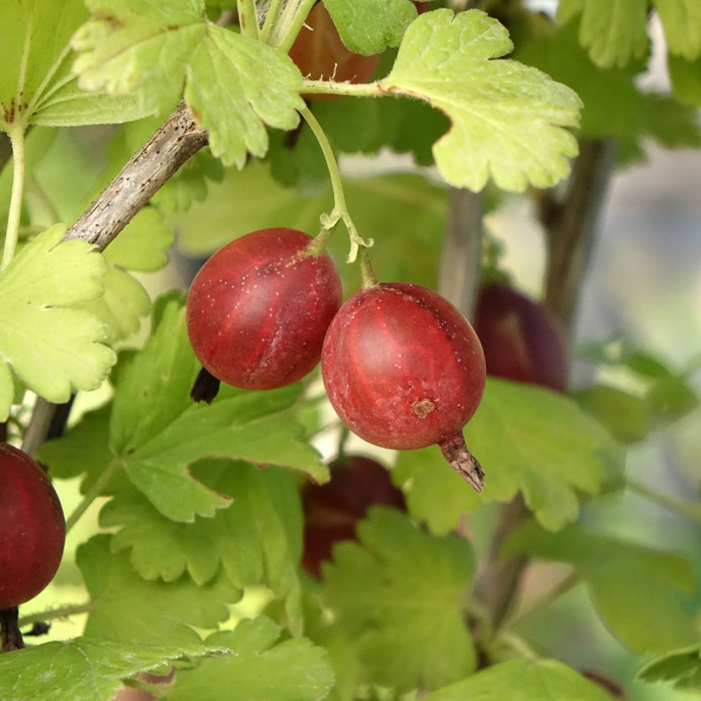Groselheira espinhosa Easycrisp Lady Late - Ribes uva-crispa