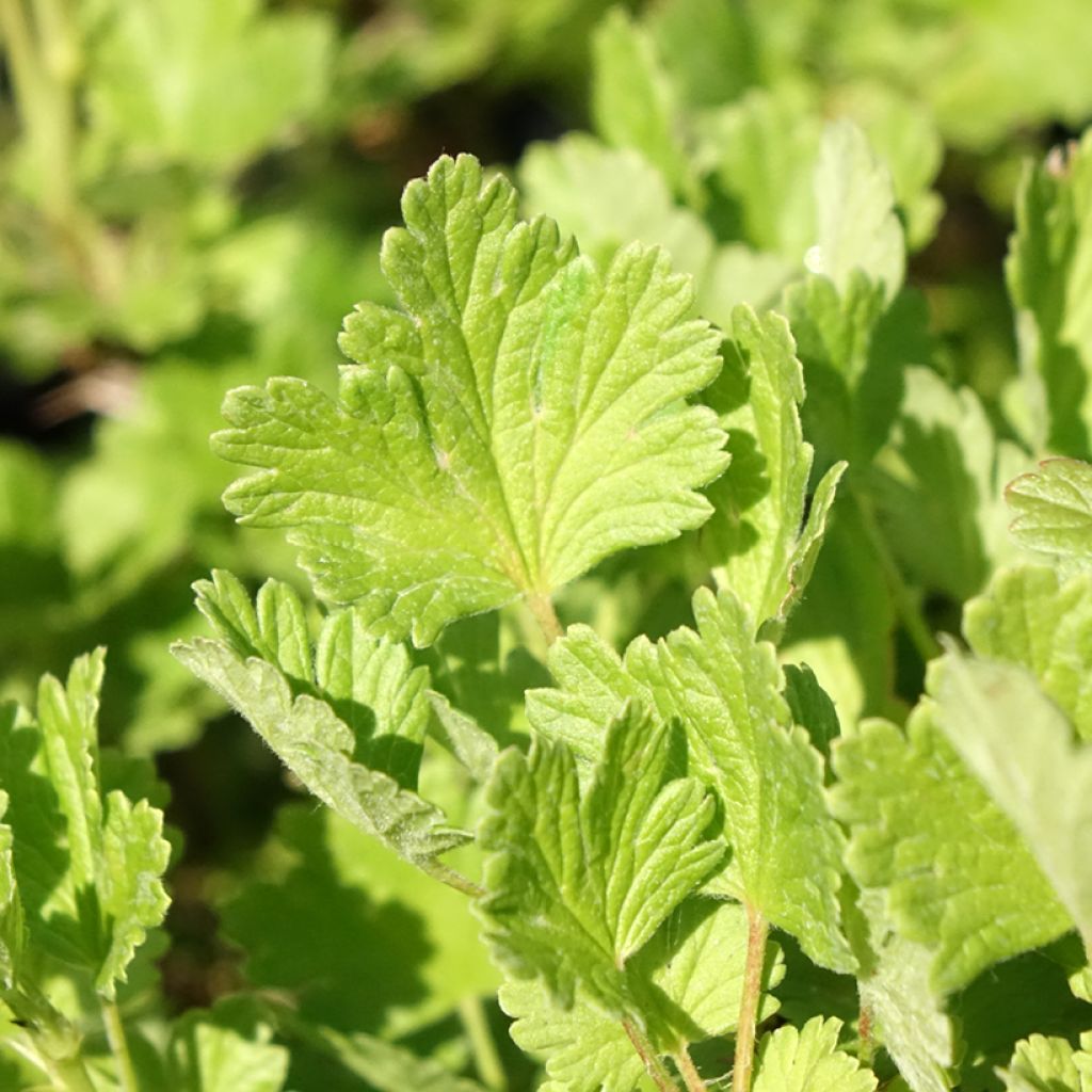 Groselheira-espinhosa Hinnonmäki verde - Ribes uva-crispa