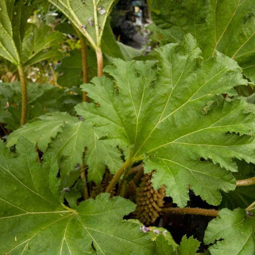 Gunnera manicata