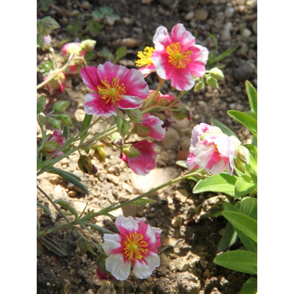 Helianthemum Raspberry Ripple