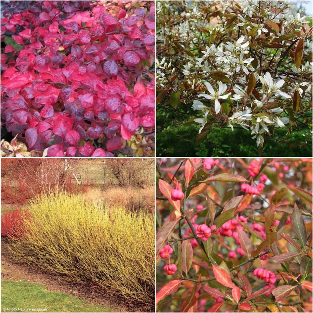 Kit de Sebe Campestre das 4 Estações Ecológico