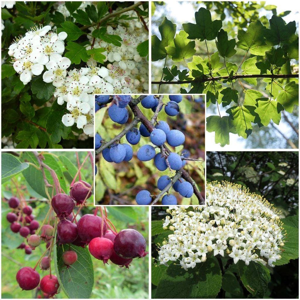 Sebe regional para o Grande Leste e região da Borgonha em kit de 5m