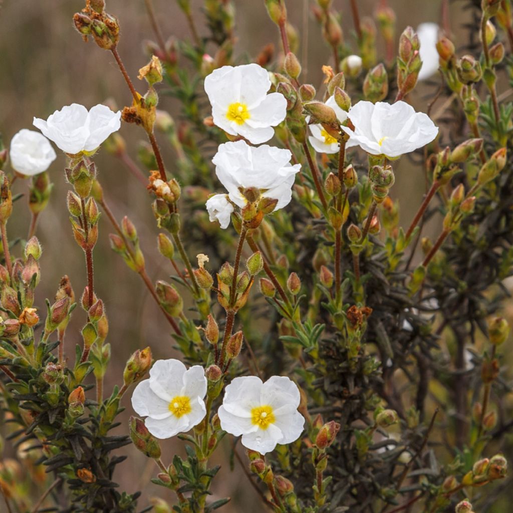 Halimium umbellatum April Snow