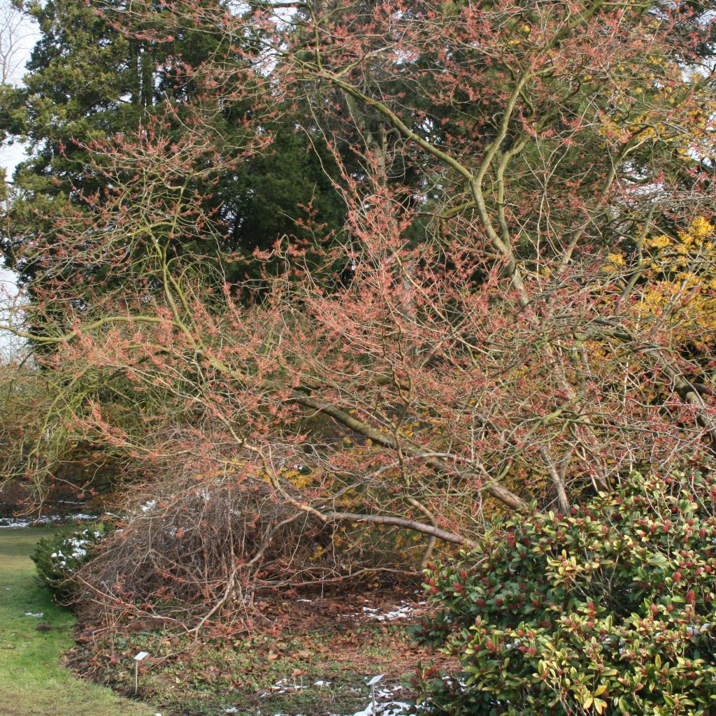 Hamamélis Ruby Glow