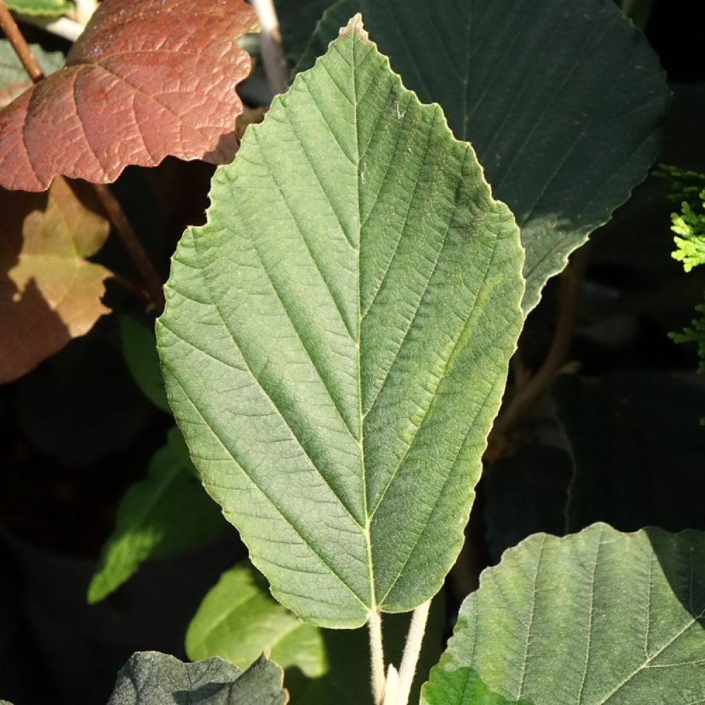 Hamamélis Orange Beauty