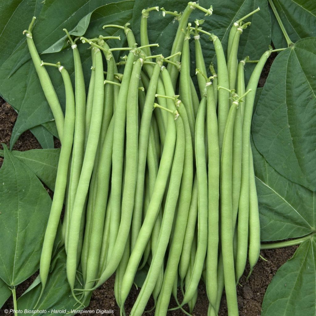 Feijão-anão mangetout Bio Castandel - Freme de Sainte Marthe