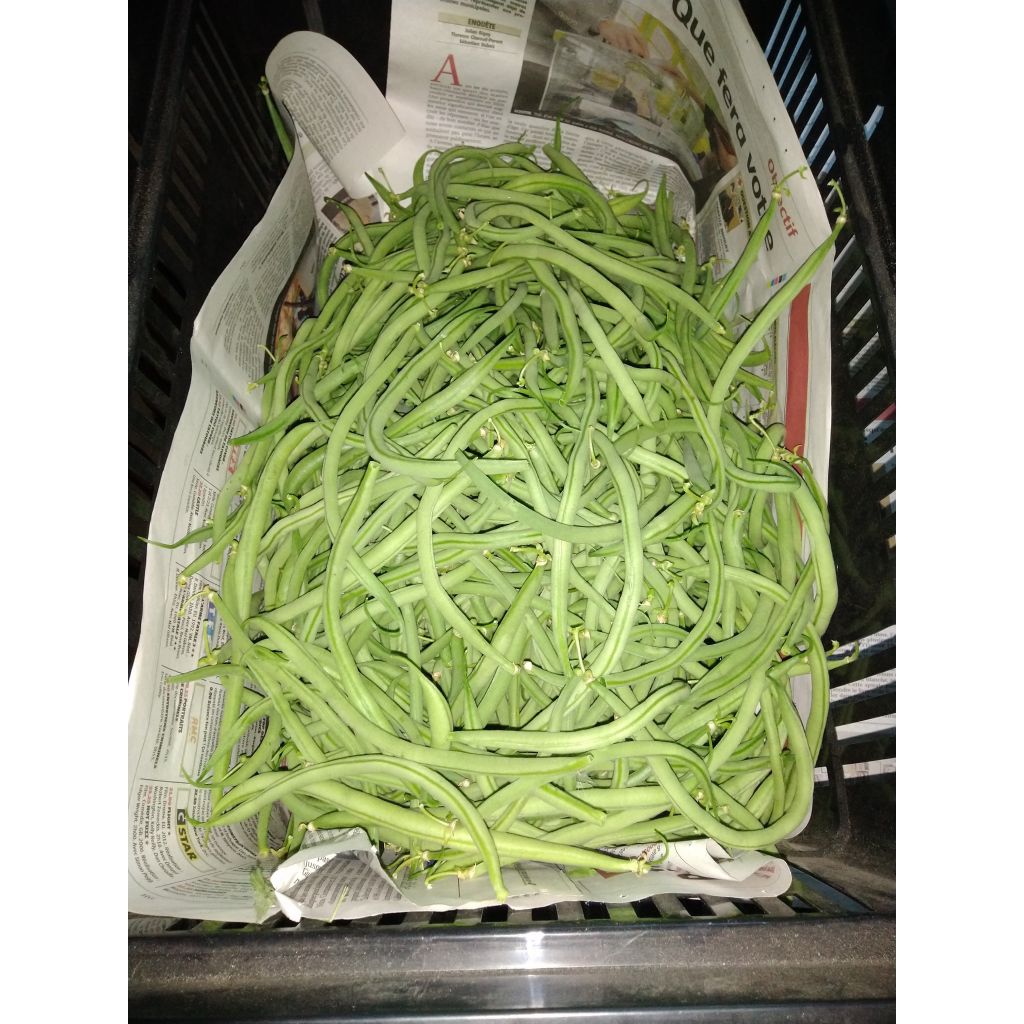 Feijão-verde anão Talisman