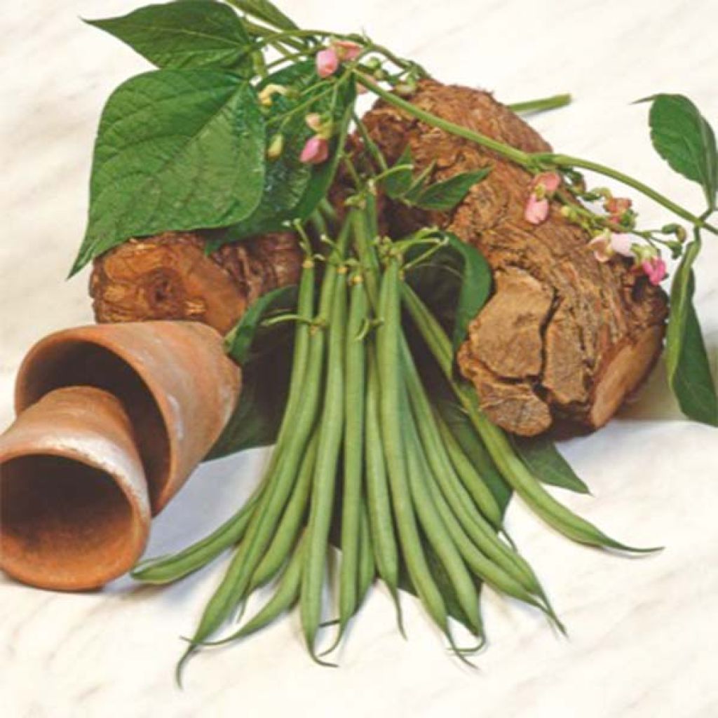 Feijão-anão sem fibras Aramis