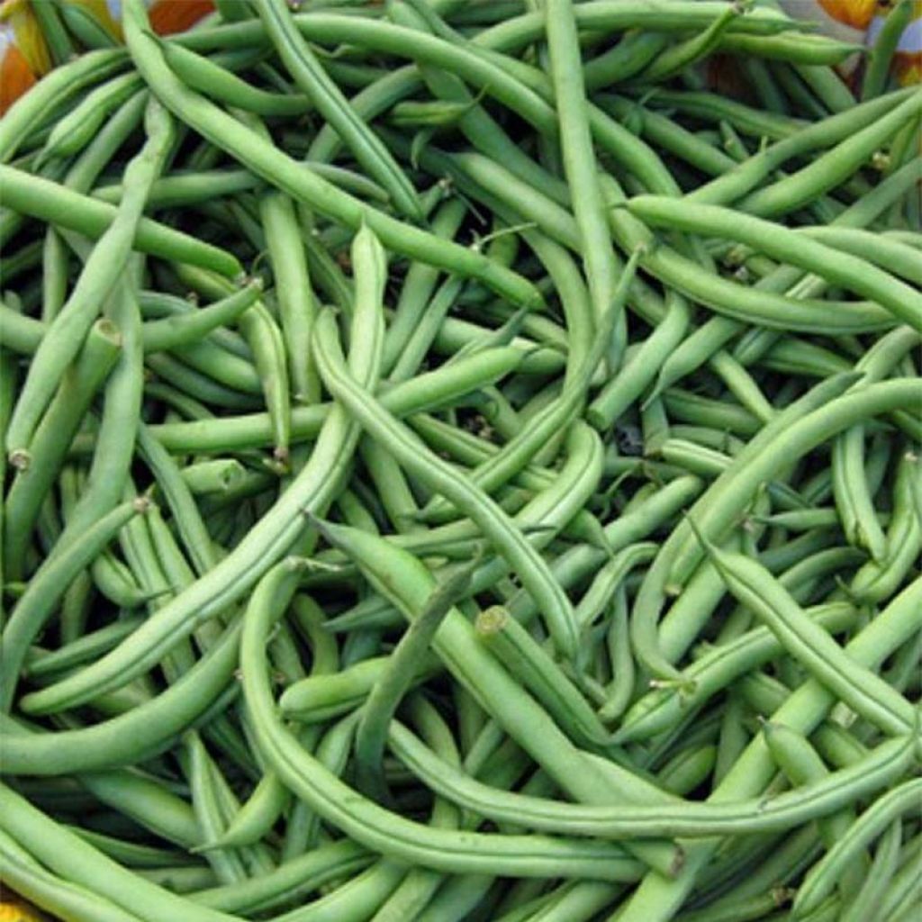 Feijão-verde anão Sansoucy