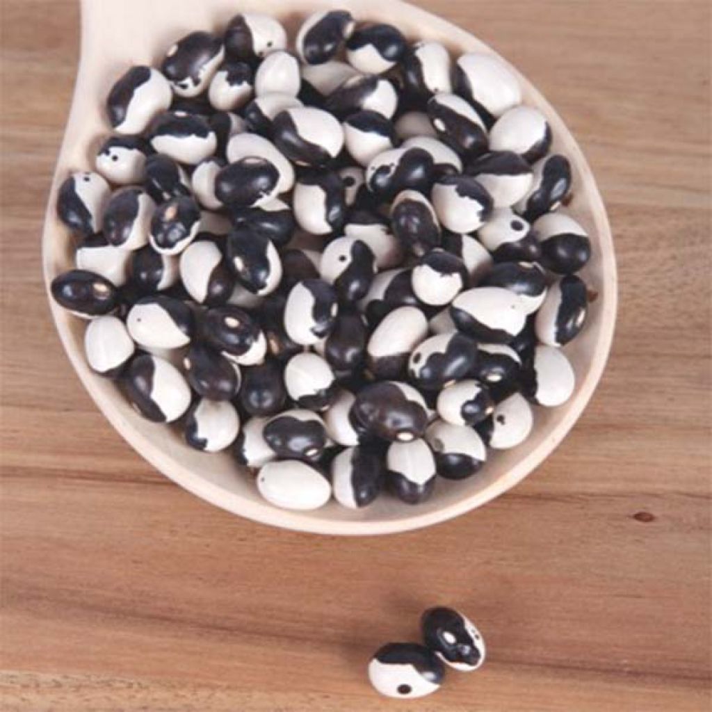 Feijão-anão Starazagorski (Yin-Yang)