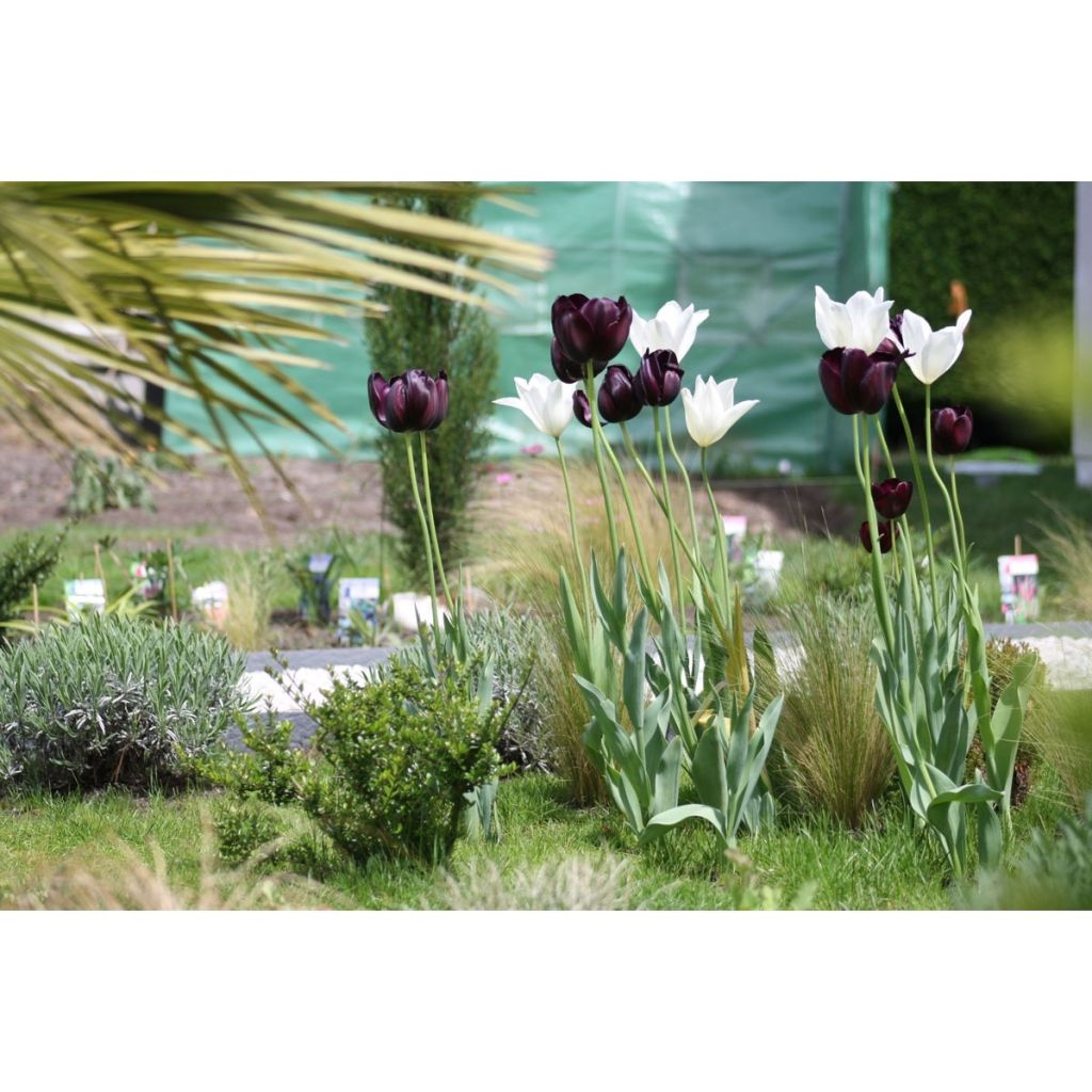 Harmonia de Tulipas Contrastantes