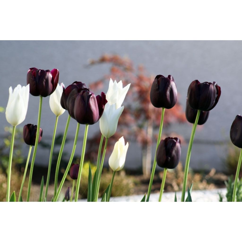 Harmonia de Tulipas Contrastantes