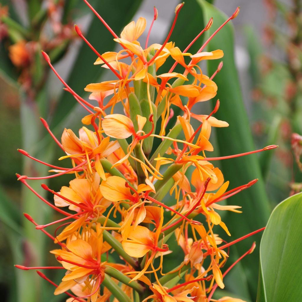 Hedychium coccineum Tara - Gengibre-ornamental