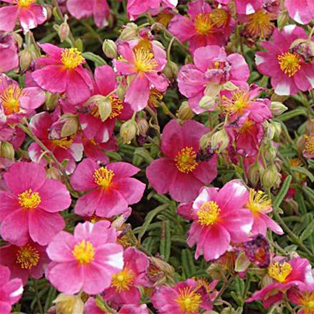 Helianthemum Raspberry Ripple