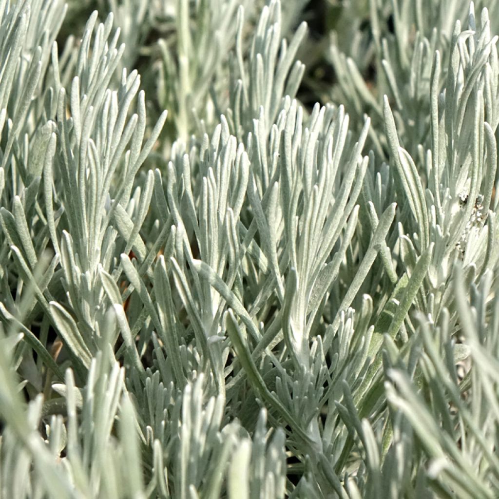 Helichrysum italicum Weisses Wunder