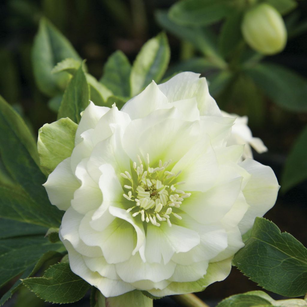 Helleborus orientalis Double Branca