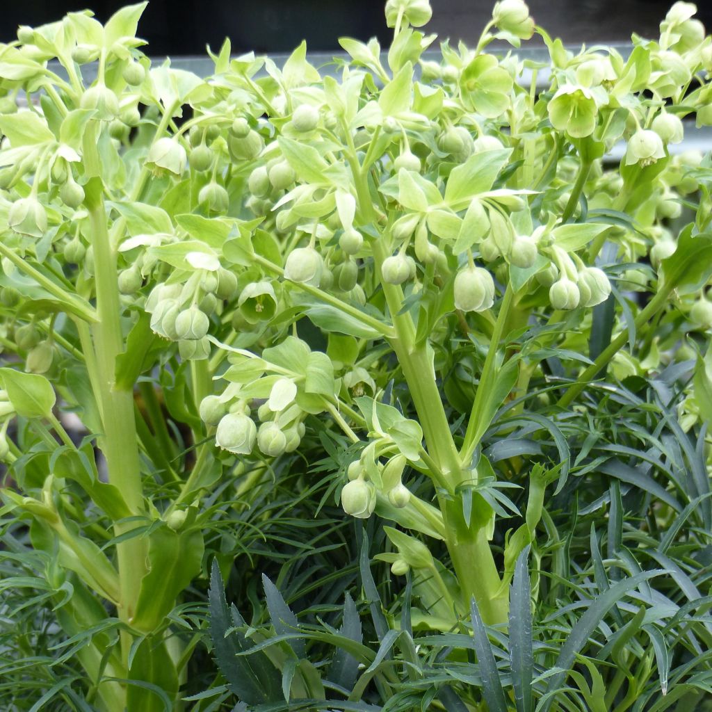 Helleborus foetidus Bowles Form