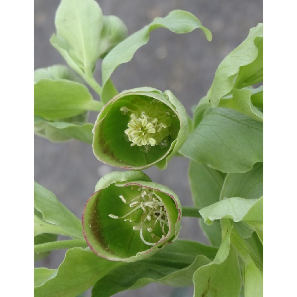 Helleborus foetidus - Erva-besteira verde