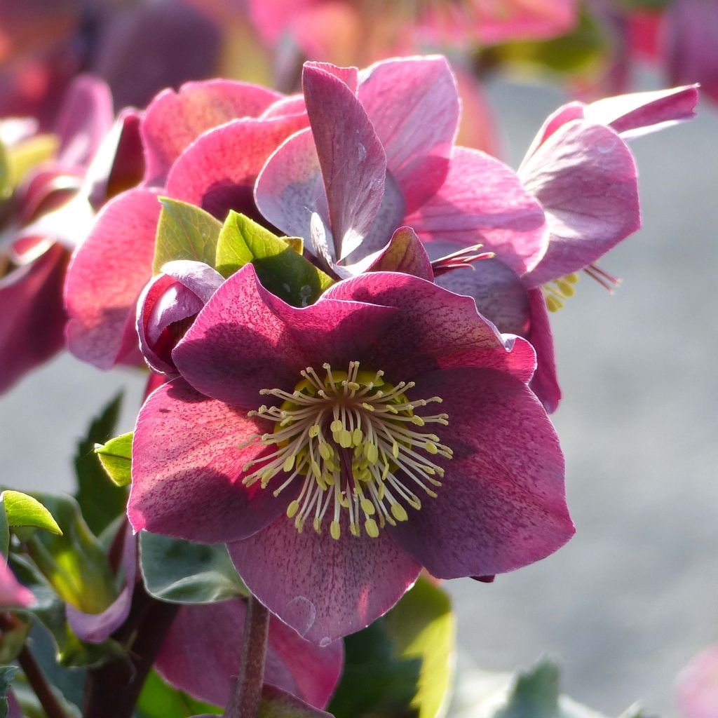Helleborus glandorfensis Ice N' Roses Vermelho