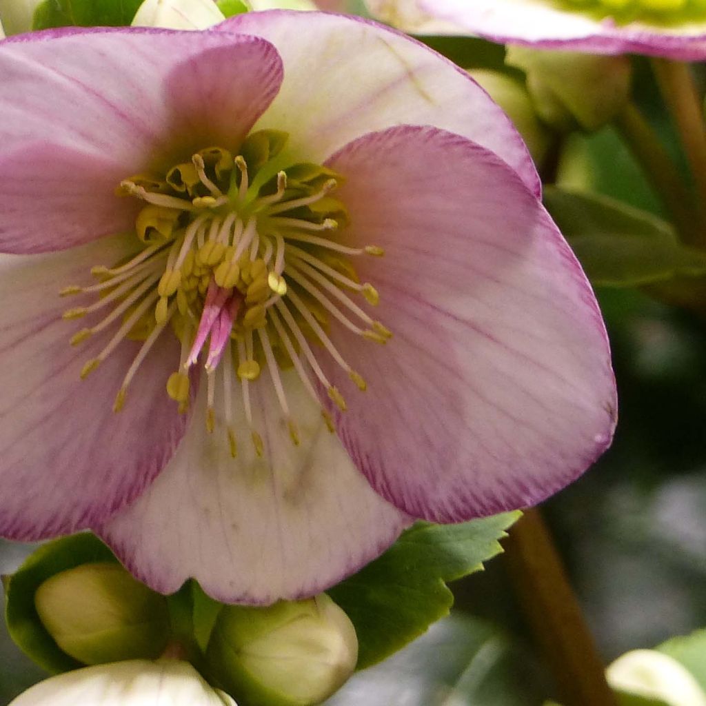 Helleborus glandorfensis Ice N' Roses Picotee
