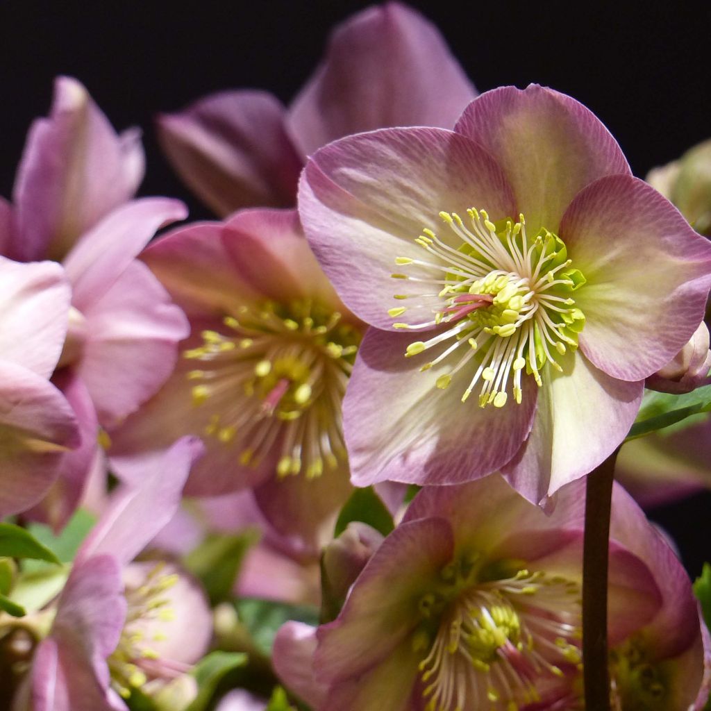 Helleborus glandorfensis Ice N' Roses Rosetta