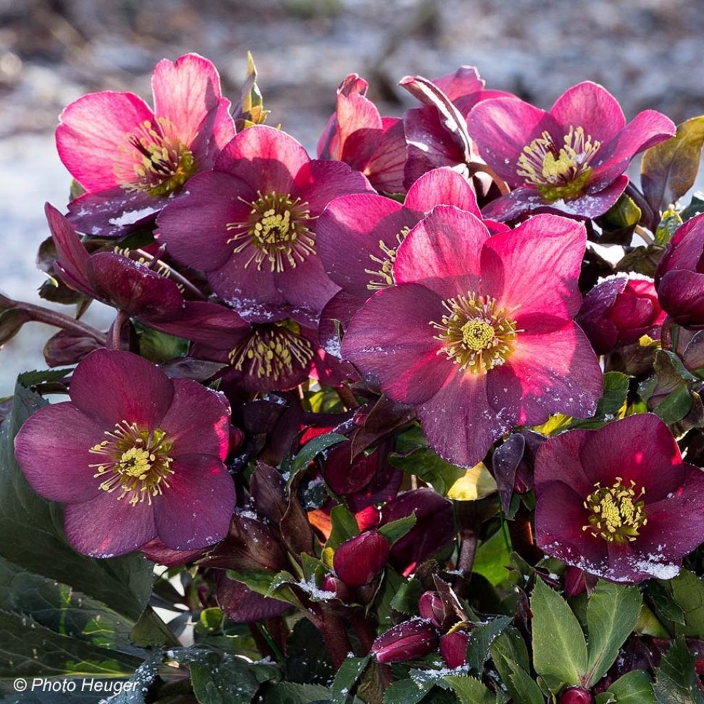 Helleborus glandorfensis Ice N' Roses Vermelho