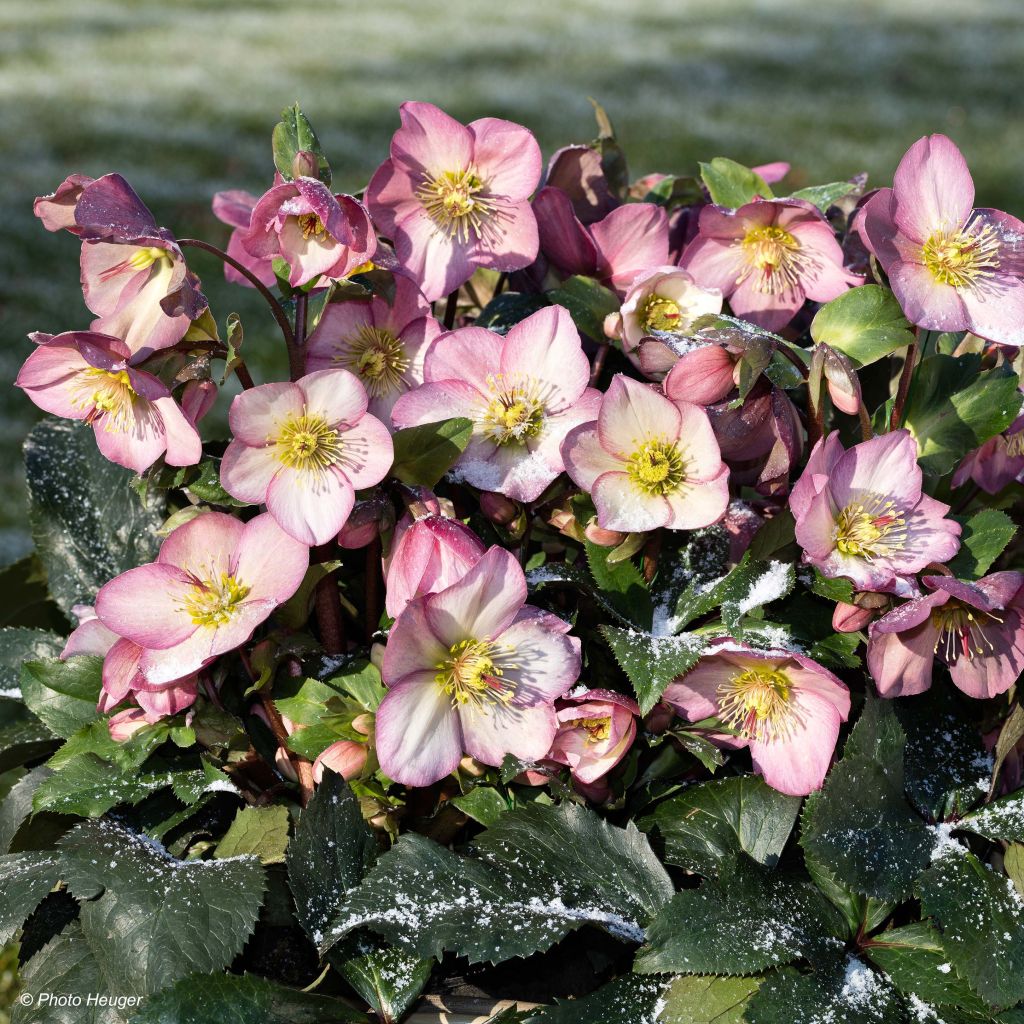 Helleborus glandorfensis Ice N' Roses Rosetta