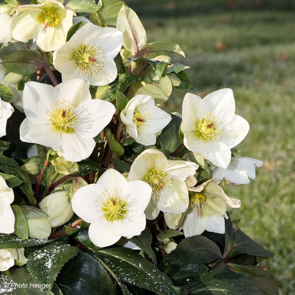 Helleborus glandorfensis Ice N' Roses Branco