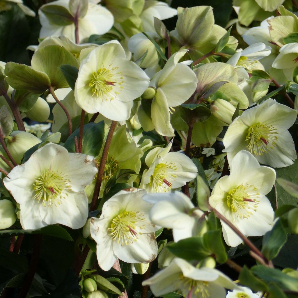 Helleborus glandorfensis Ice N' Roses Branco