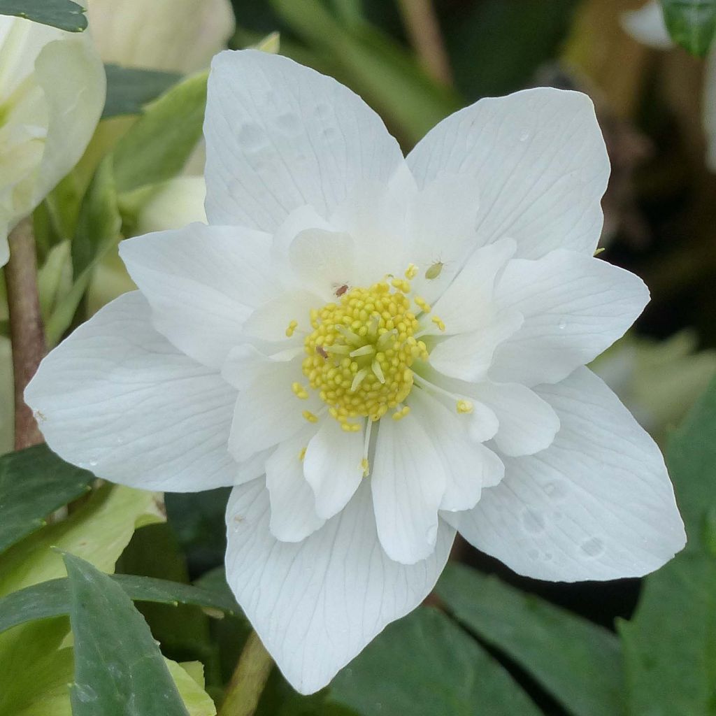 Helleborus niger Double Fashion