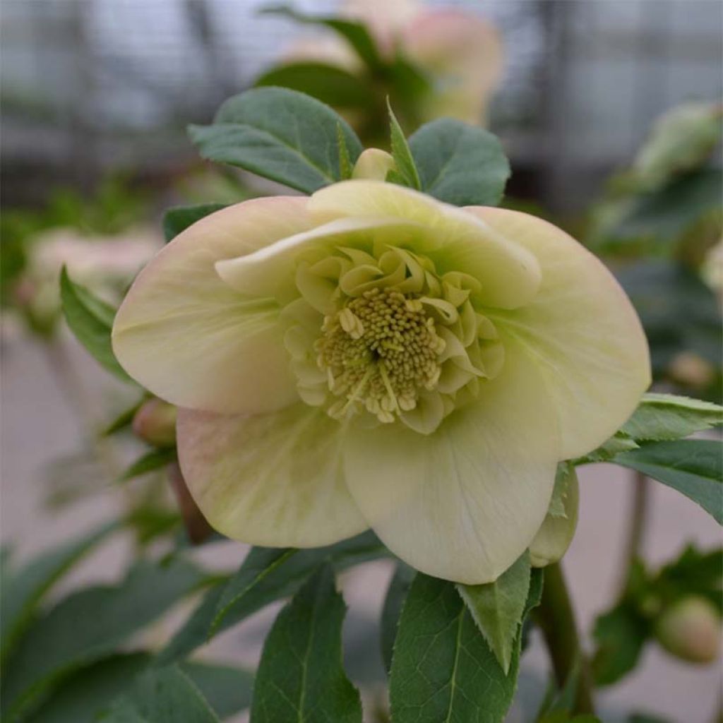 Helleborus orientalis Anemone Apricot