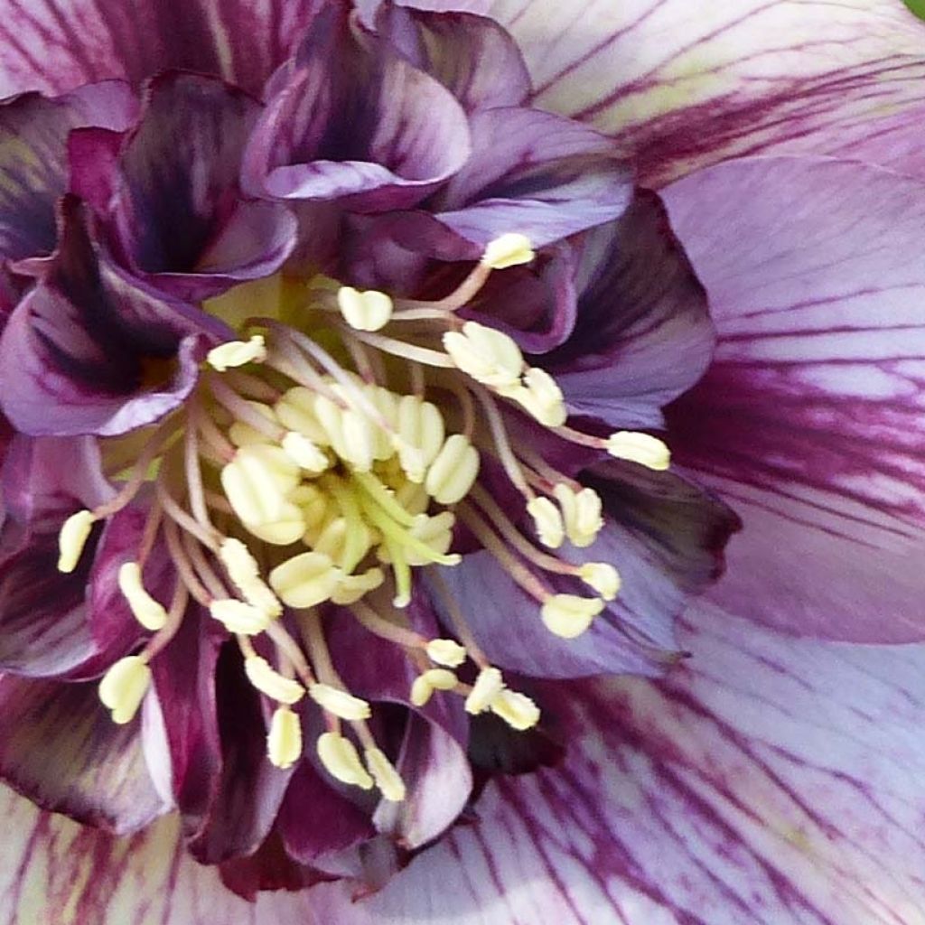 Helleborus orientalis Anemone Picotee
