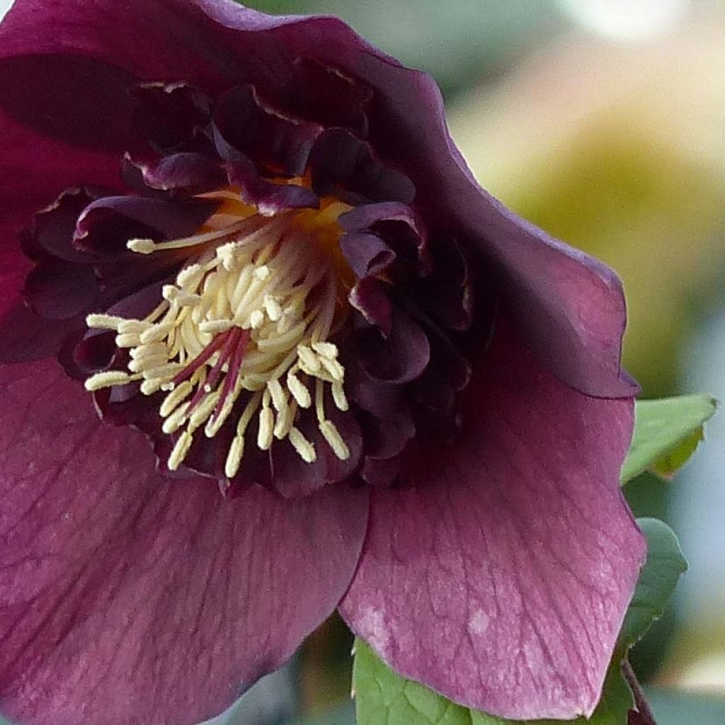 Helleborus orientalis Anemone Vermelha