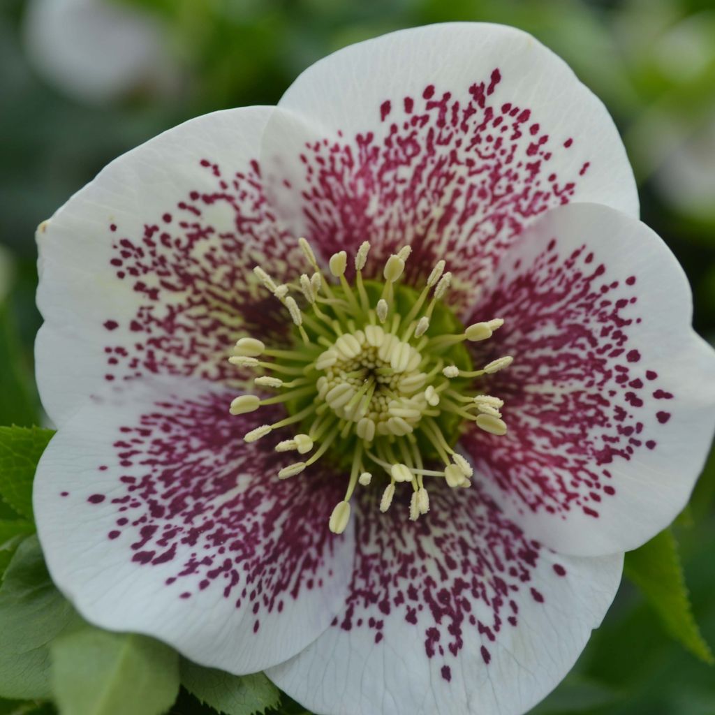 Helleborus orientalis Blanc guttatus