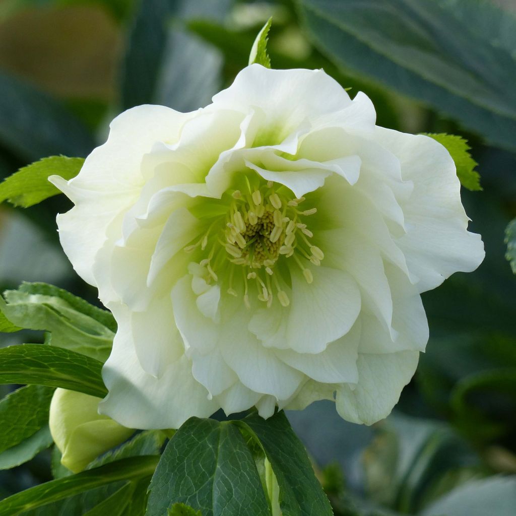 Helleborus orientalis Double Branca
