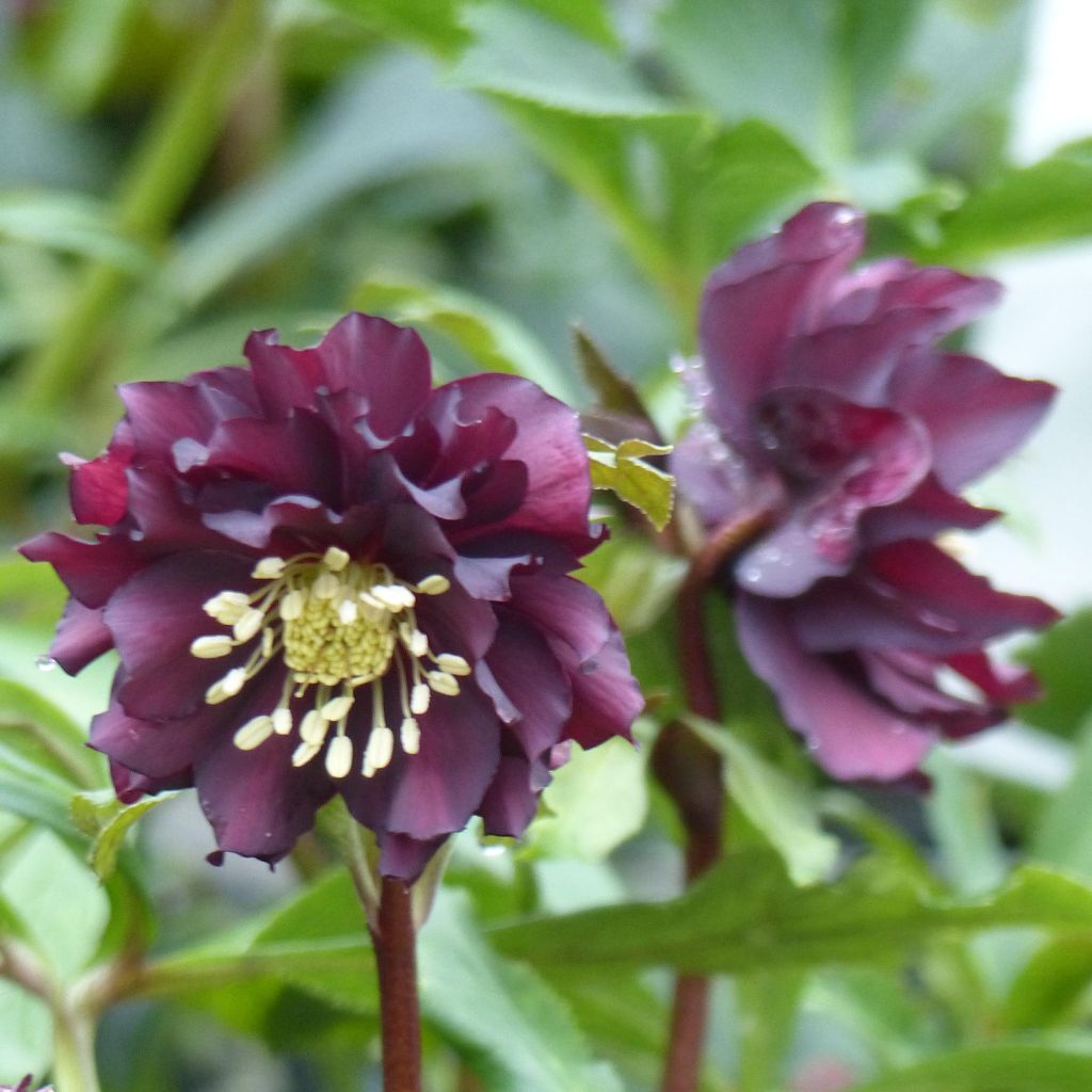 Helleborus orientalis Double Preta