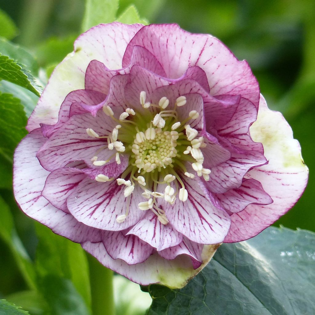 Helleborus orientalis Double Picotee
