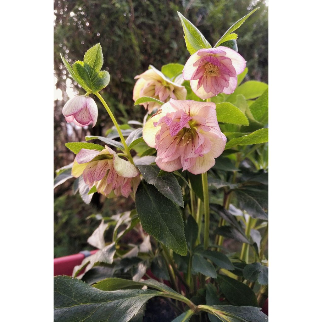 Helleborus orientalis Double Picotee