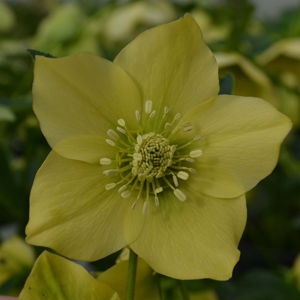 Helleborus orientalis Amarela
